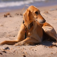 greyhound, ginger