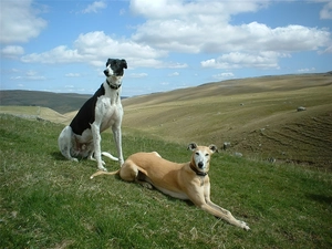 Meadow, Two cars, Greyhoundy