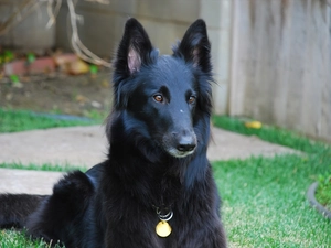 Head, Belgian Shepherd Groenend