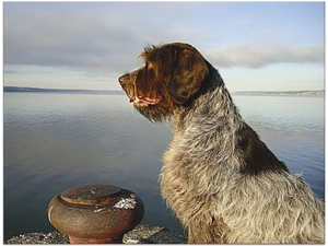 Gryfon Korthalsa, water