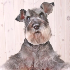 average, hair, Schnauzer