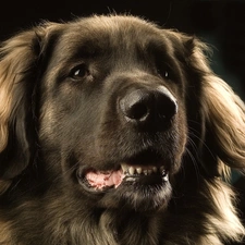 hair, long, dog, black