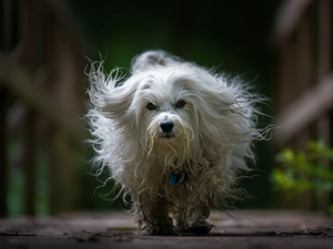 hair, running, Havanese