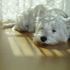 terrier, hair, White