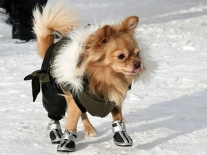 dog, snow, Long-haired Chihuahua, Boots