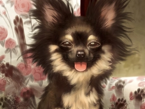 Long-haired Chihuahua, dog, funny
