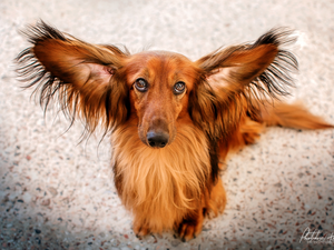 long-haired Dachshund, ginger, dog
