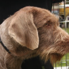 Haired Pointing Dog Hungarian, Head