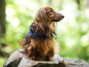 fuzzy, background, long-haired Dachshund, trunk, dog