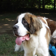 long-haired bernard