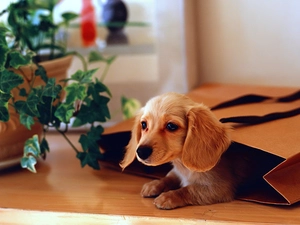 Puppy, bag, long-haired Dachshund, paper
