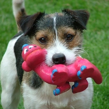 haired Fox Terrier, toy, doggy