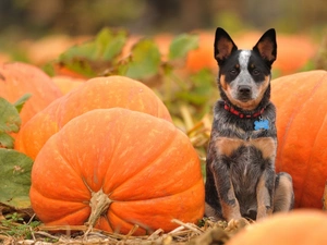 pumpkin, halloween, dog
