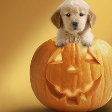 pumpkin, halloween, Puppy