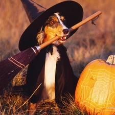 witch, halloween, dog