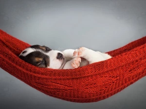 Puppy, Hammock, sleepy