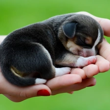 doggy, hands, small