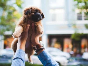 hands, Puppy, Leonberger