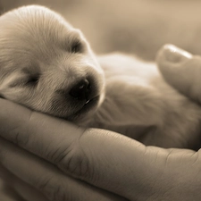 hands, puppie