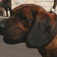 Hanoverian Mountain Hound, mouth