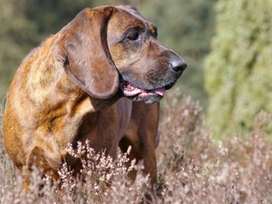 Hanoverian Mountain Hound