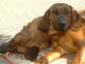 Pavement, Hanoverian Mountain Hound, coverlet