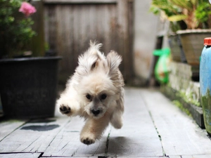 doggy, gear, Havanese, happy