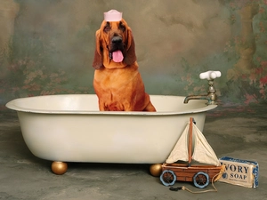 Hat, Bloodhound, Bath
