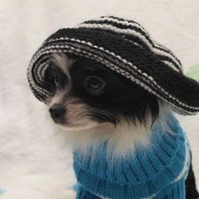 Hat, outfit, doggy, Chihuahua, ##