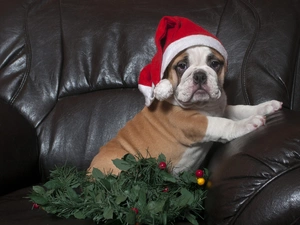 dog, Hat, Christmas, French Bulldog