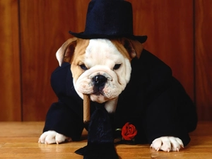 dog, cigar, Tie, Hat