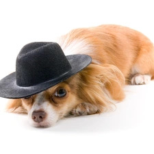 Hat, dog