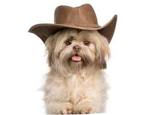 Shih Tzu, doggy, Hat