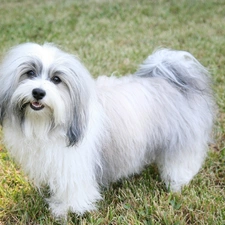 Havanese, white and gray