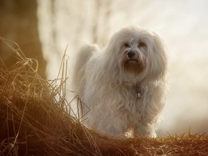 Havanese, grass