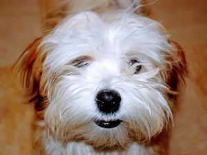 Havanese, mouth