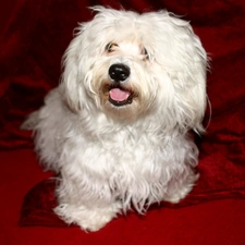 Havanese, White