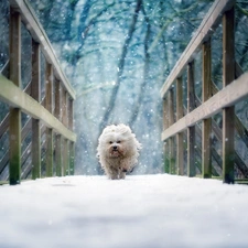 Havanese, dog, winter, bridge