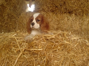 King Charles Spaniel, Hay