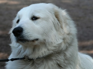 Head, Maremmano-abruzzese