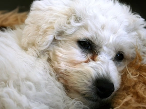 Bichon frise, doggy, Head