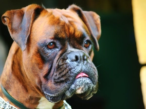 Head, dog, boxer