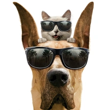 Head, Glasses, cat, dog