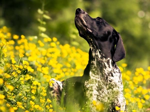dog, Yellow, Flowers, Head