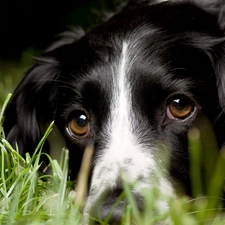 head, White, grass, dog, black