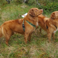 Retrievers of Nova Scotia, Dogs, Two cars, red head