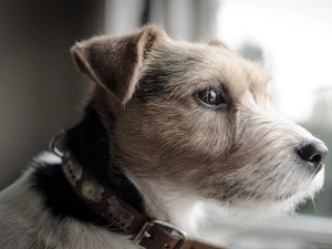 Head, Parson Russell Terrier