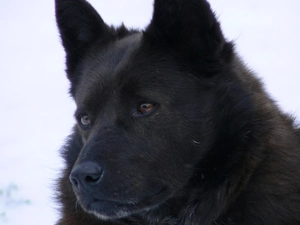 Head, Schipperke