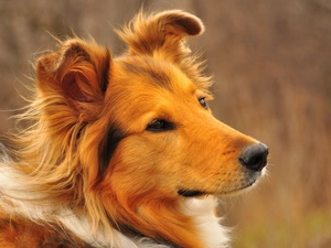 Head, Scotch, dog, sheep-dog