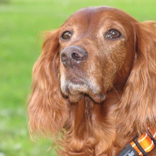 Spaniel, head, Cocker